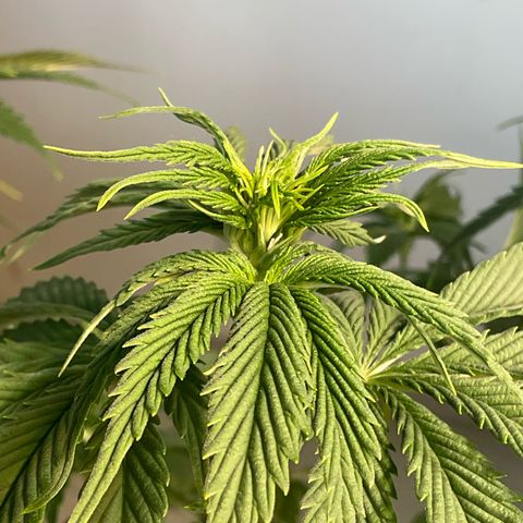 Girl Scout Cookies Plagron #2 growlog timeline photo