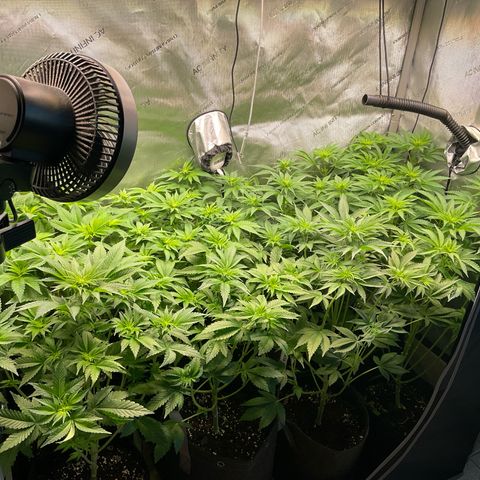 Girl Scout Cookies Plagron #2 growlog timeline photo