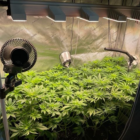 Girl Scout Cookies Plagron #2 growlog timeline photo