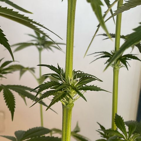 Girl Scout Cookies Plagron #2 growlog timeline photo