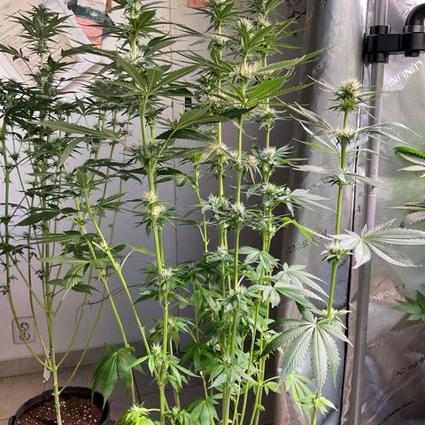 Girl Scout Cookies Plagron #2 growlog timeline photo