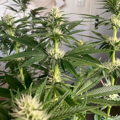 Girl Scout Cookies Plagron #2 growlog timeline photo