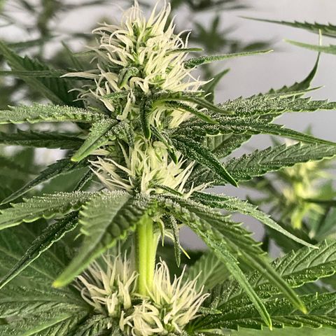 Girl Scout Cookies Plagron #2 growlog timeline photo