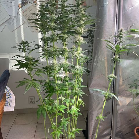 Girl Scout Cookies Plagron #2 growlog timeline photo