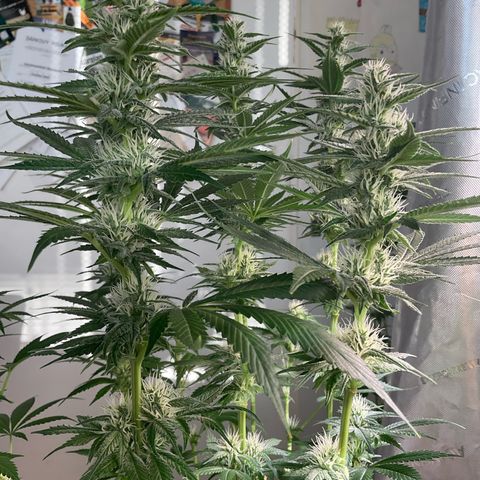 Girl Scout Cookies Plagron #2 growlog timeline photo
