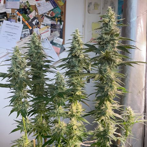 Girl Scout Cookies Plagron #2 growlog timeline photo