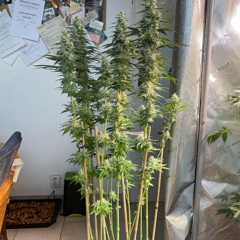 Girl Scout Cookies Plagron #2 growlog timeline photo