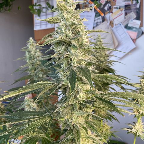 Girl Scout Cookies Plagron #2 growlog timeline photo