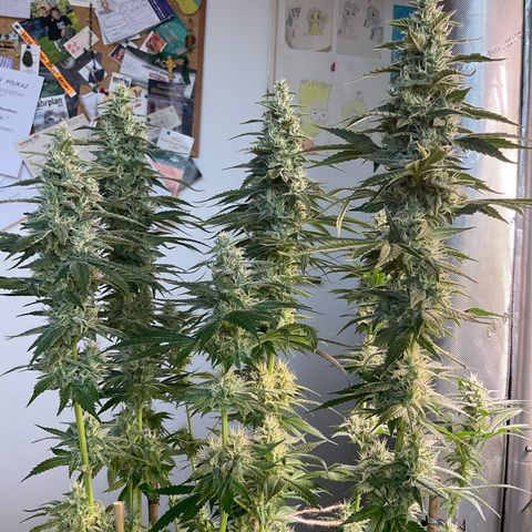 Girl Scout Cookies Plagron #2 growlog timeline photo