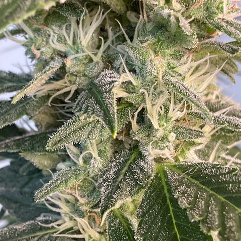Girl Scout Cookies Plagron #2 growlog timeline photo