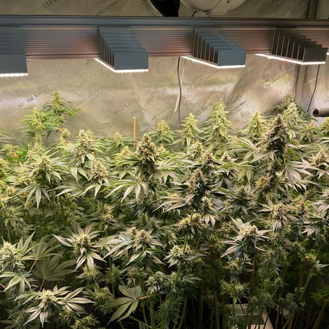 Girl Scout Cookies Plagron #2 growlog timeline photo