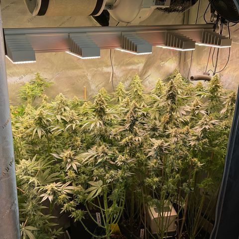 Girl Scout Cookies Plagron #2 growlog timeline photo