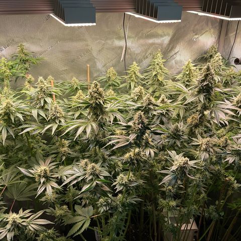 Girl Scout Cookies Plagron #2 growlog timeline photo