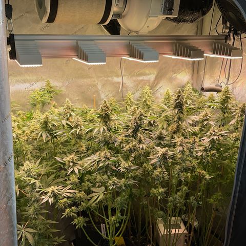 Girl Scout Cookies Plagron #2 growlog timeline photo