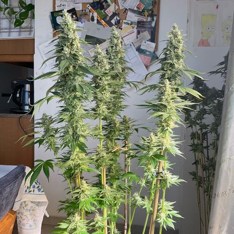 Girl Scout Cookies Plagron #2 growlog timeline photo