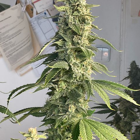 Girl Scout Cookies Plagron #2 growlog timeline photo