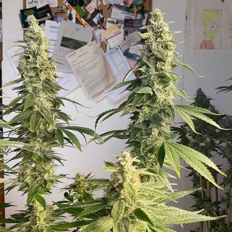 Girl Scout Cookies Plagron #2 growlog timeline photo