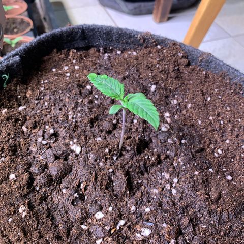 White Widow XXL #1 growlog photo 1