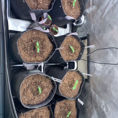 Melonade Runtz growlog photo