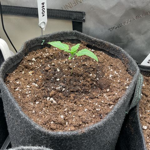White Widow XXL #1 growlog timeline photo