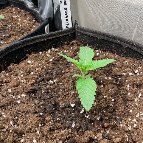 Melonade Runtz growlog photo