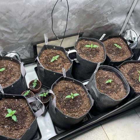 Melonade Runtz growlog photo