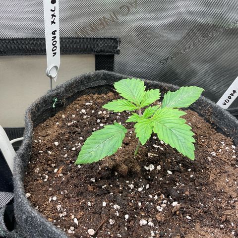 White Widow XXL #1 growlog timeline photo
