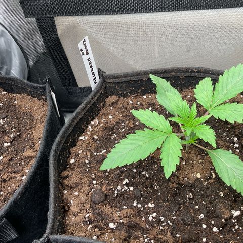 Melonade Runtz growlog timeline photo