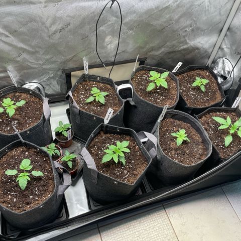 Melonade Runtz growlog photo
