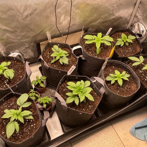Melonade Runtz growlog timeline photo