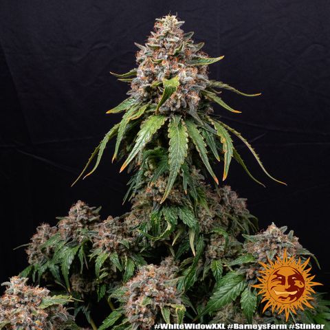 White Widow XXL #1 growlog timeline photo