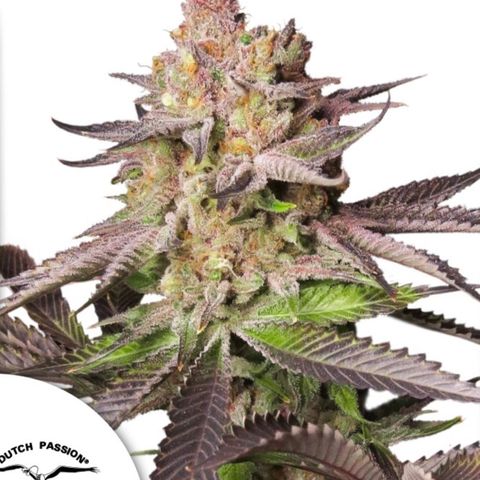 Melonade Runtz growlog timeline photo