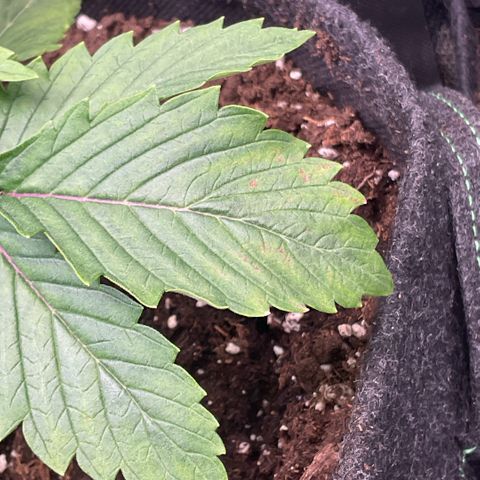 White Widow XXL #1 growlog timeline photo