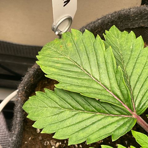 White Widow XXL #1 growlog timeline photo