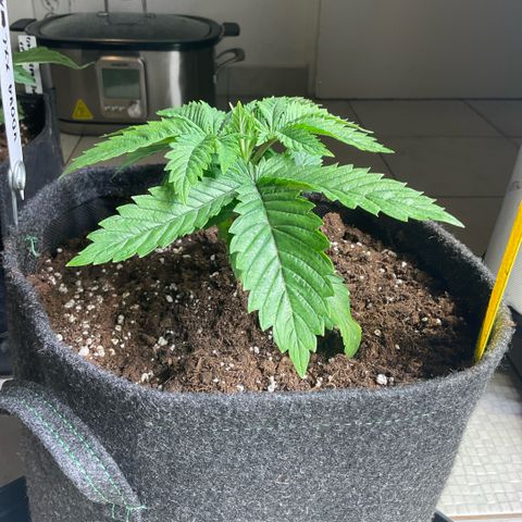 White Widow XXL #1 growlog timeline photo