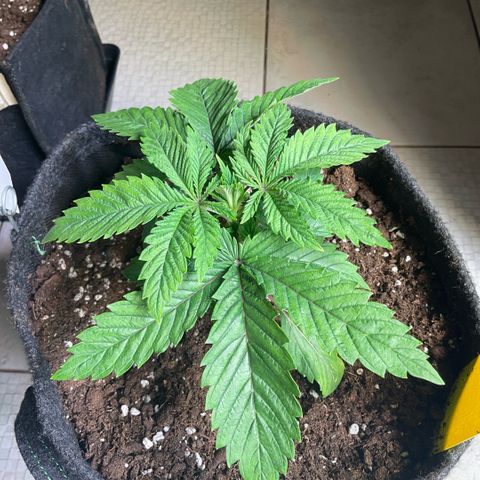 White Widow XXL #1 growlog timeline photo
