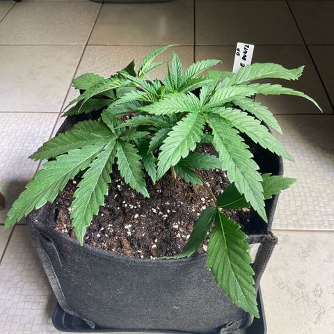 Melonade Runtz growlog timeline photo