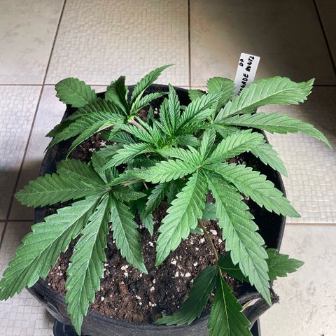 Melonade Runtz growlog timeline photo