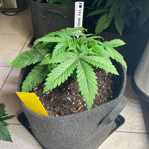 White Widow XXL #1 growlog timeline photo