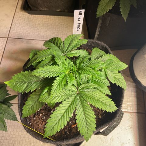 White Widow XXL #1 growlog timeline photo
