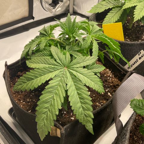 Melonade Runtz growlog timeline photo