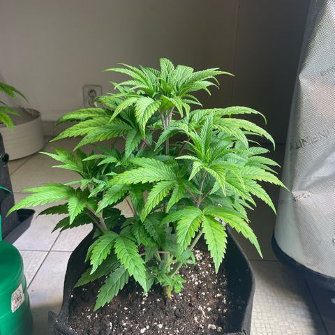 Melonade Runtz growlog timeline photo
