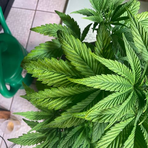 Melonade Runtz growlog timeline photo