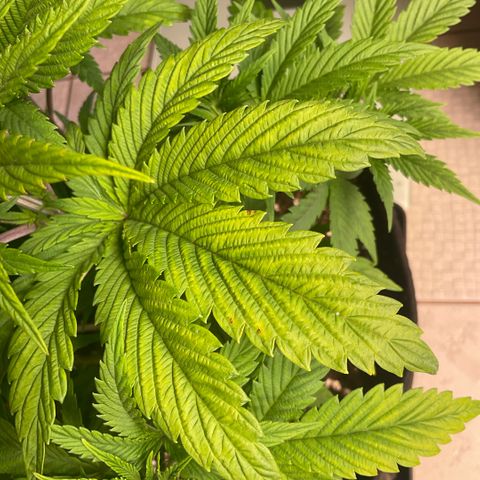 Melonade Runtz growlog timeline photo