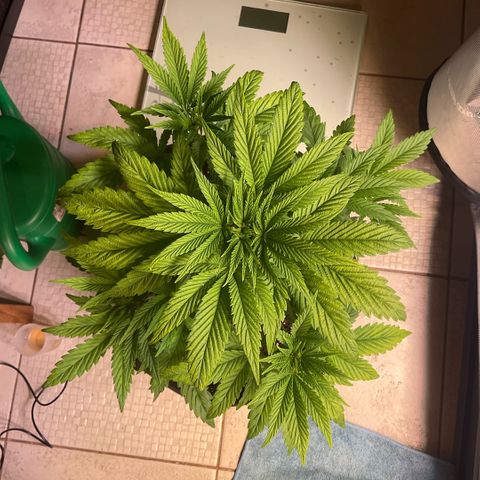 Melonade Runtz growlog timeline photo