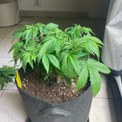 White Widow XXL #1 growlog timeline photo