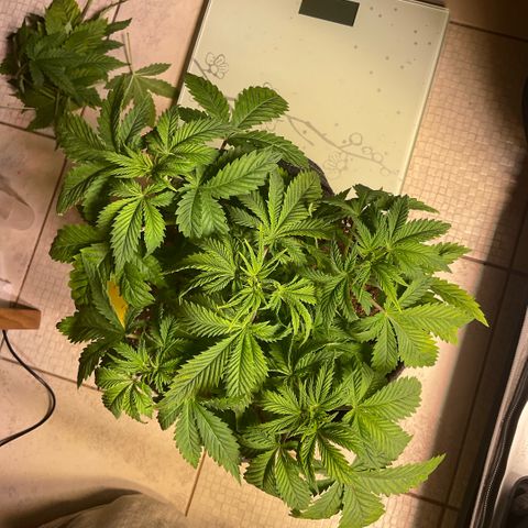 White Widow XXL #1 growlog timeline photo