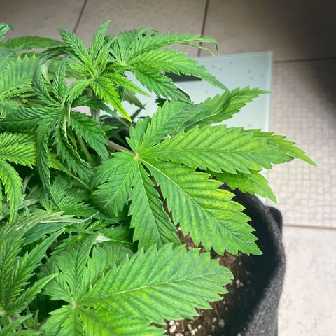 White Widow XXL #1 growlog timeline photo