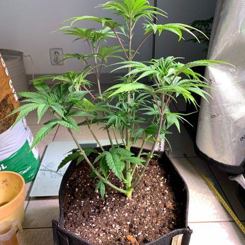 Melonade Runtz growlog timeline photo