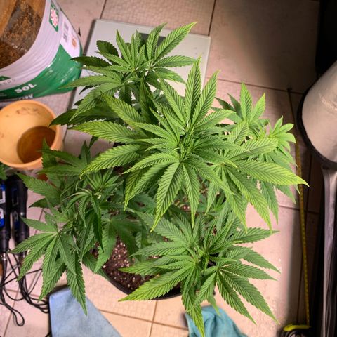 Melonade Runtz growlog timeline photo